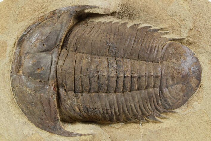 Homalonotid (Iberocoryphe?) Trilobite - Very Rare! #357357